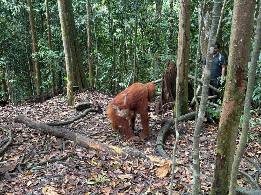 Bukit Lawang Jungle Trekking-武吉拉旺必去景点