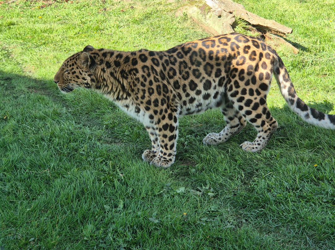 Yorkshire Wildlife Park-Auckley必去景点