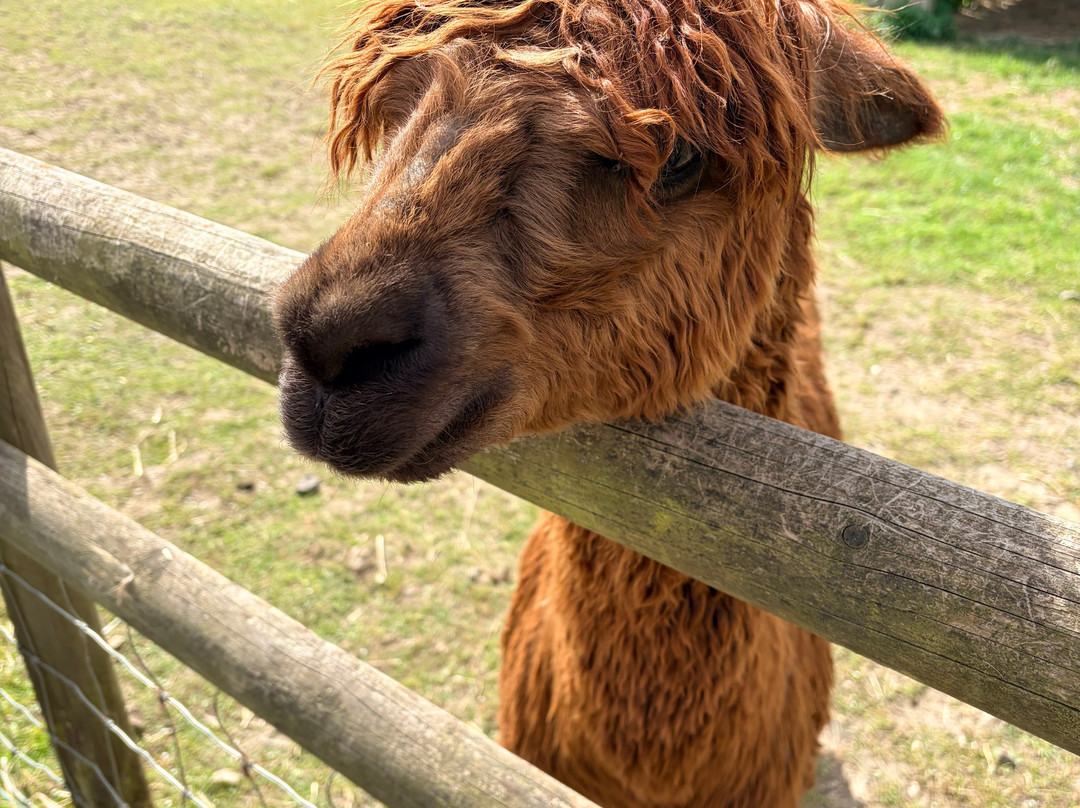 Hilly Ridge Alpacas-Wattisham必去景点