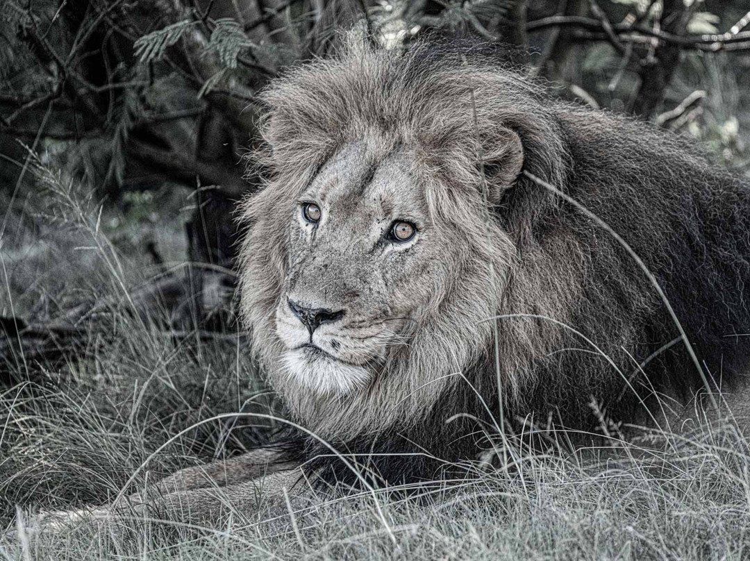 波特利斯科普私人猎区酒店主图