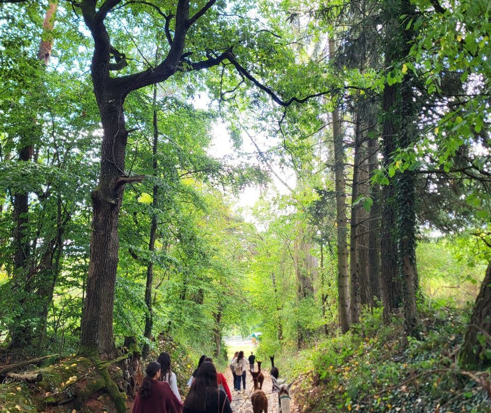 Alpaka Trails - Alpaka Wanderungen-Obernburg必去景点
