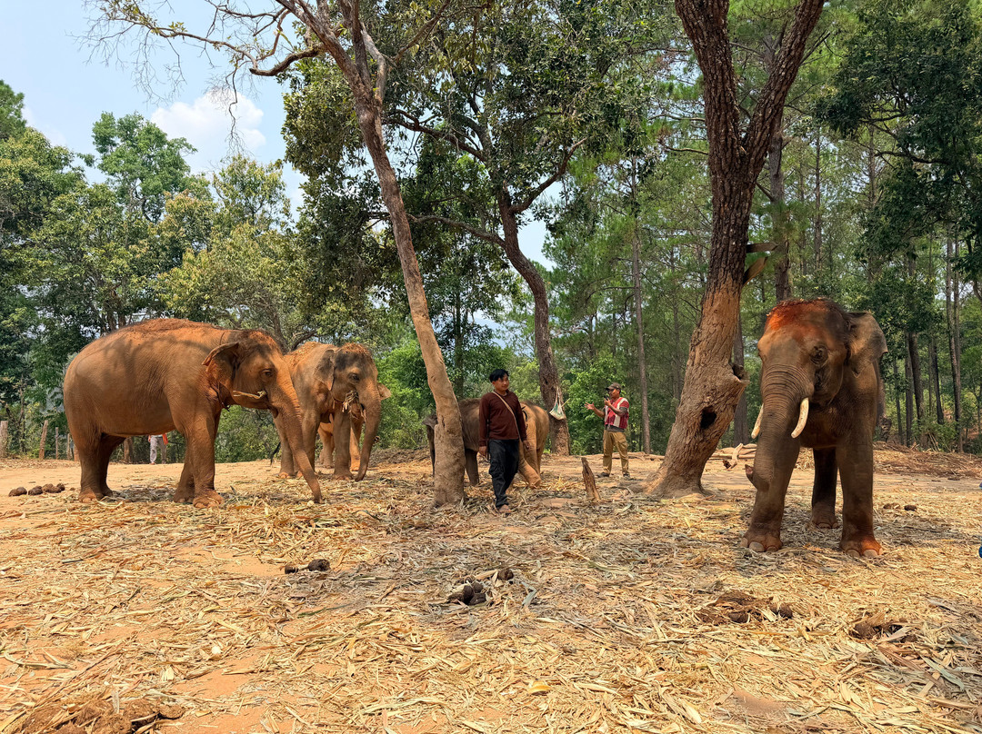 Elephant Freedom Village-清迈必去景点