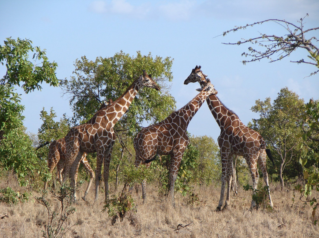 Mara Naboisho Conservancy-纳罗克必去景点