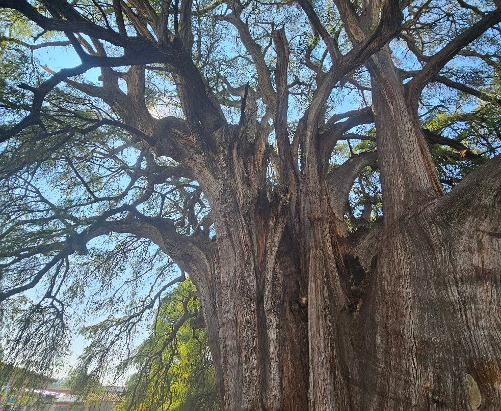 Tule Tree-Santa Maria del Tule必去景点
