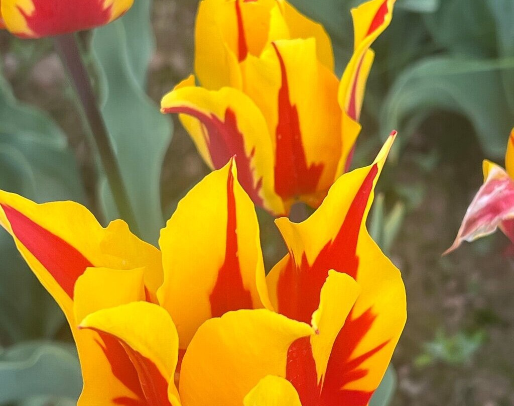 Tulleys Tulip Garden - Warwickshire-沃里克必去景点