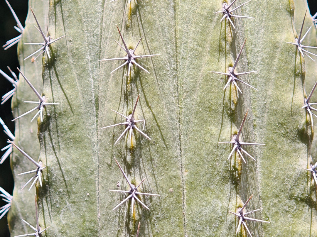 Botanischer Garten-德拉克鲁兹索尔港必去景点