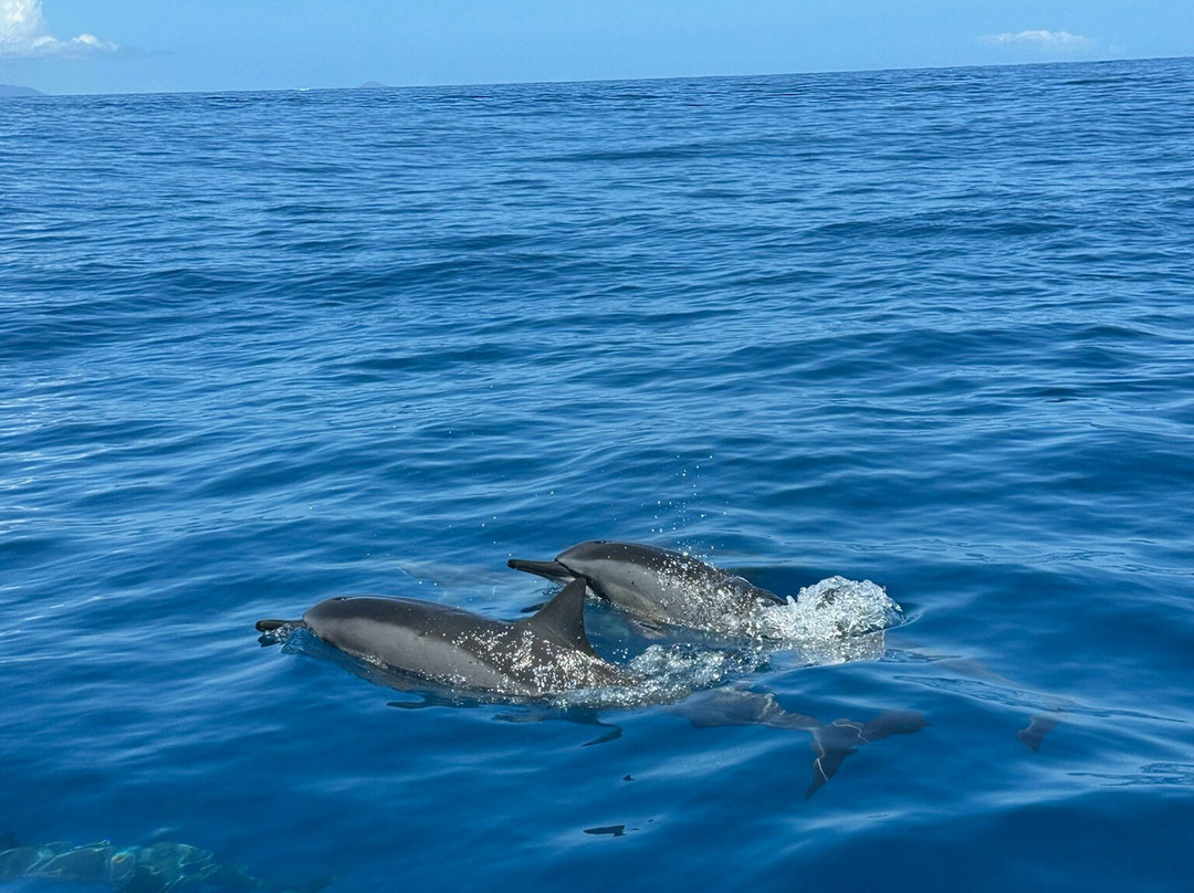 Blue Ocean Adventure Tours-科卡哈必去景点