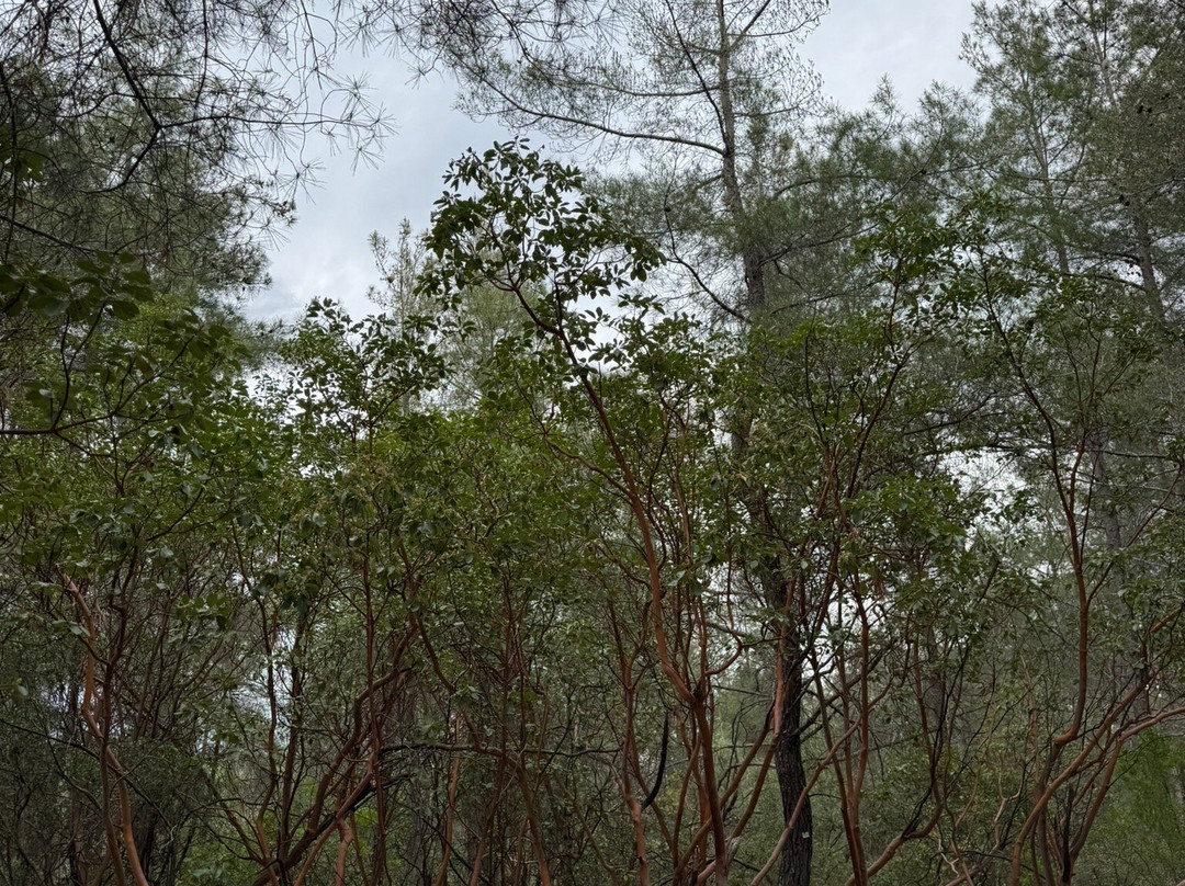 Tazi Canyon-马纳夫加特必去景点