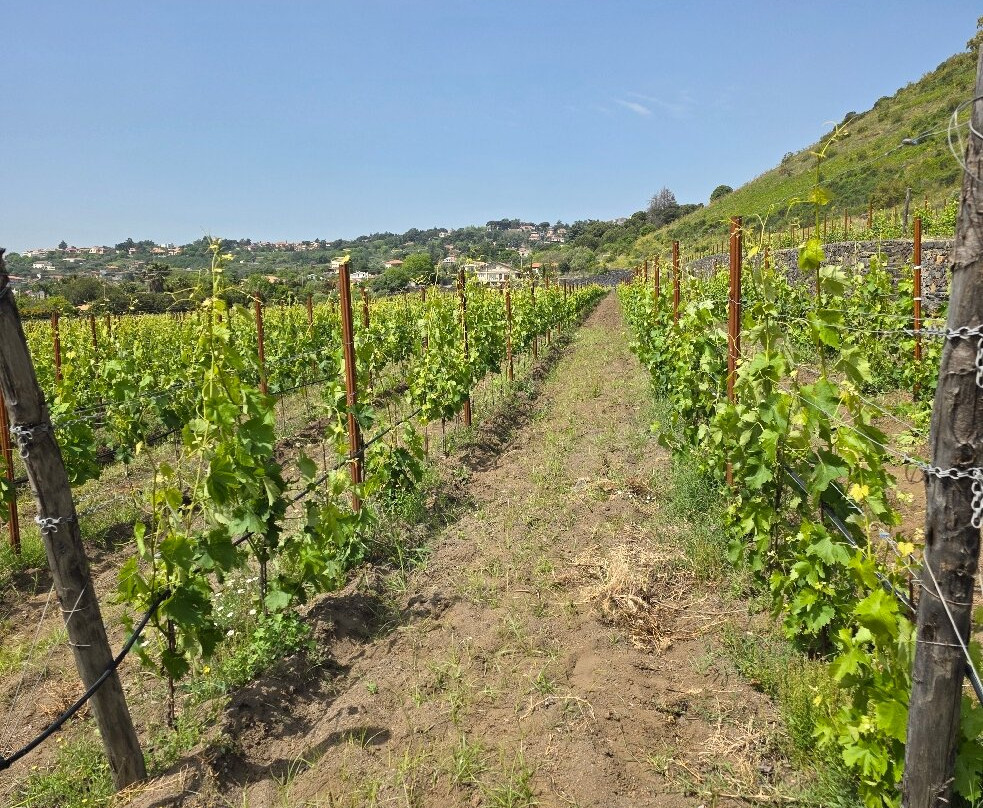 Benanti Winery-Viagrande必去景点