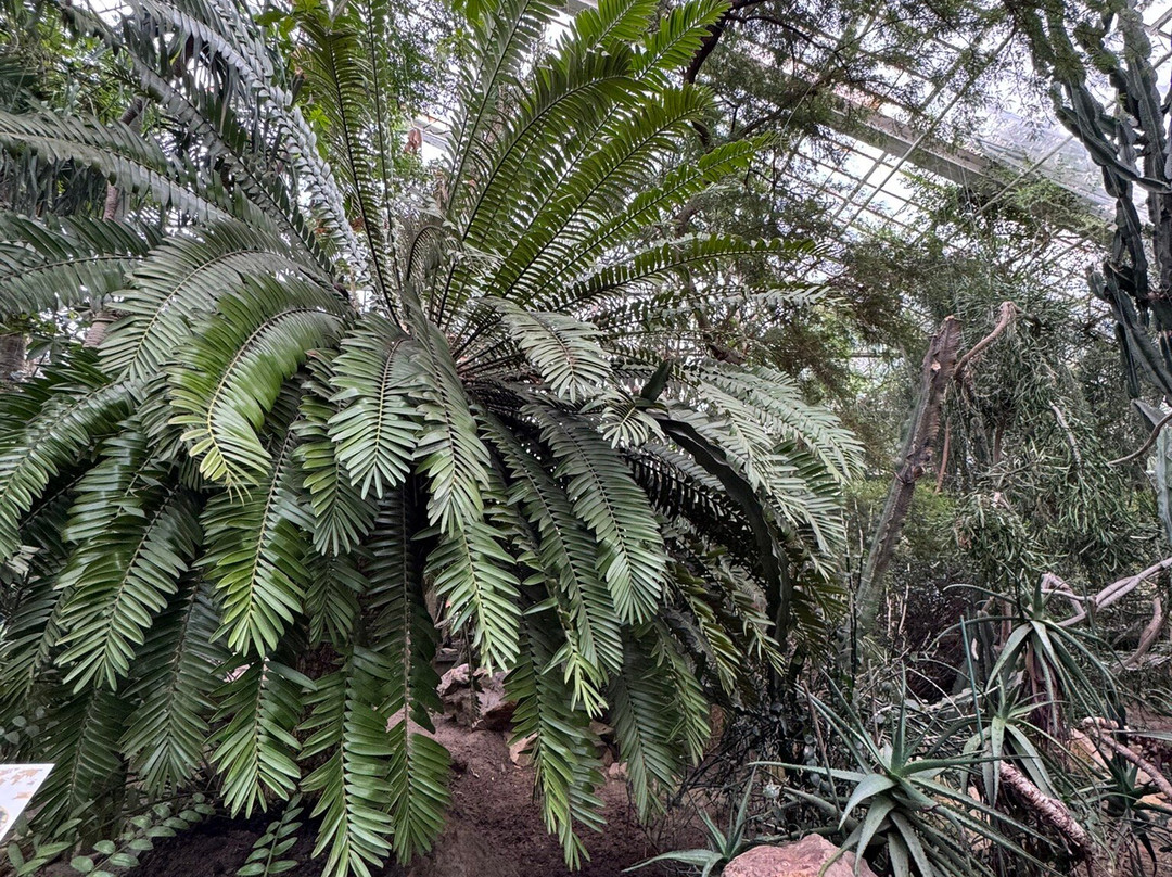 Palmiarnia Poznanska (Palmenhaus Poznan)-波兹南必去景点