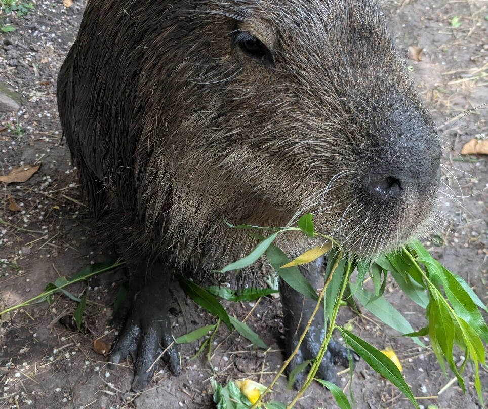 Greenacres Animal Park-Deeside必去景点
