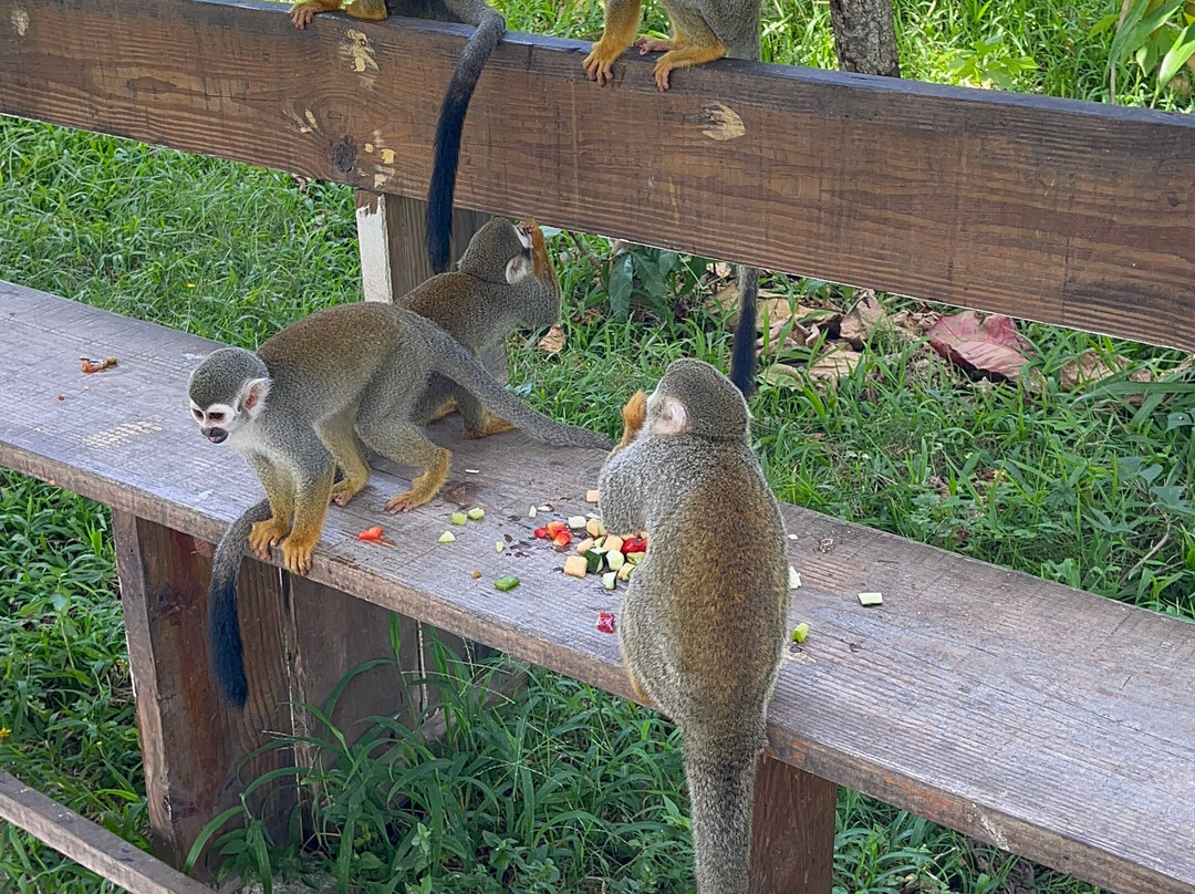 Monkey Home Puerto Plata-普拉塔港必去景点