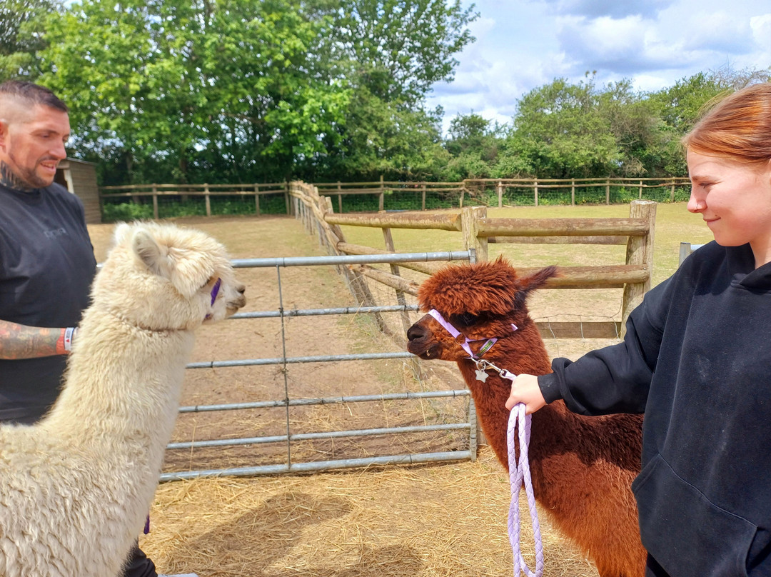 Pennybridge Farm Alpacas-胡克必去景点