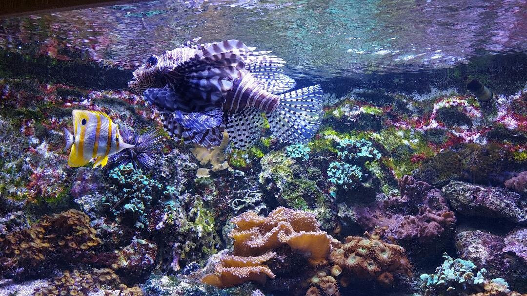 Muséum-Aquarium de Nancy-南锡必去景点