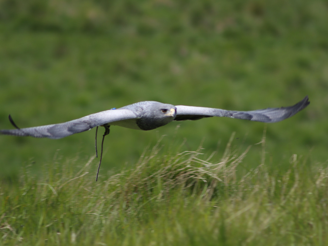 Elite Falconry-Kirkcaldy必去景点