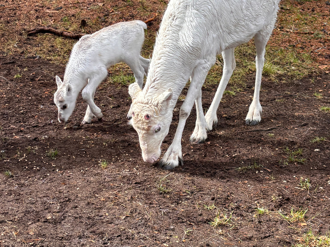 Inari Reindeer Farm-伊纳里必去景点