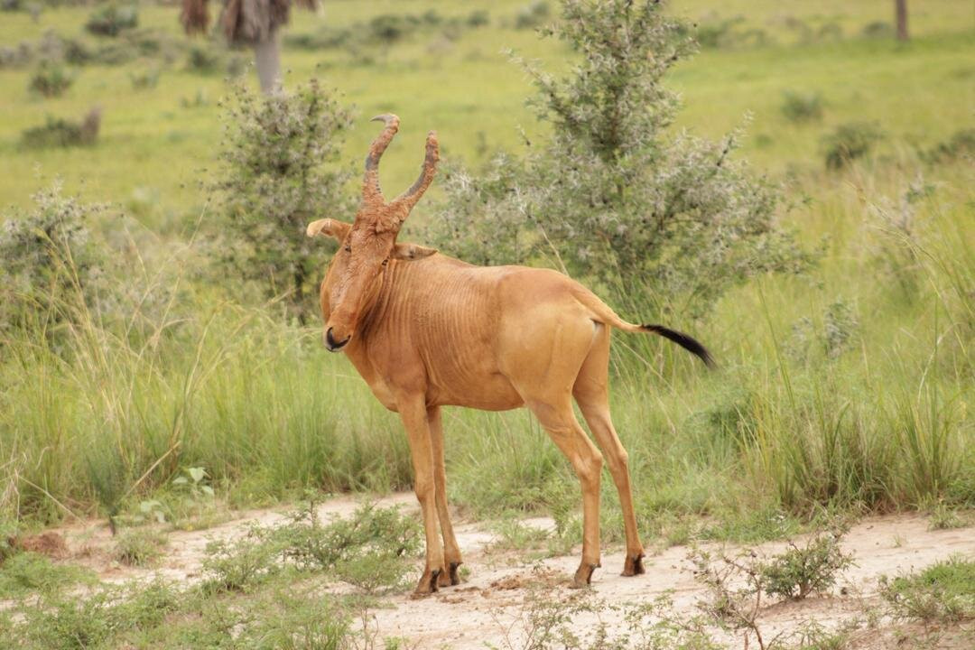 Northern Nature Safaris-Gulu必去景点