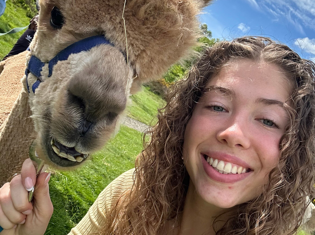 BobCat Alpacas-爱丁堡必去景点