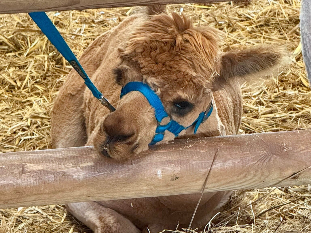 Pembrokeshire Alpaca Trekking-腾比必去景点
