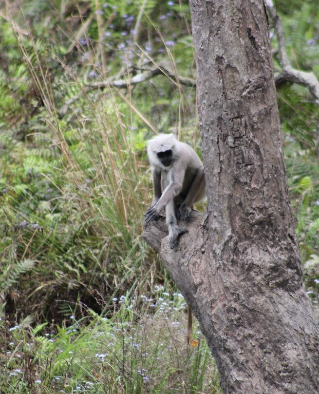 Jim Corbett National Park-Ramnagar必去景点