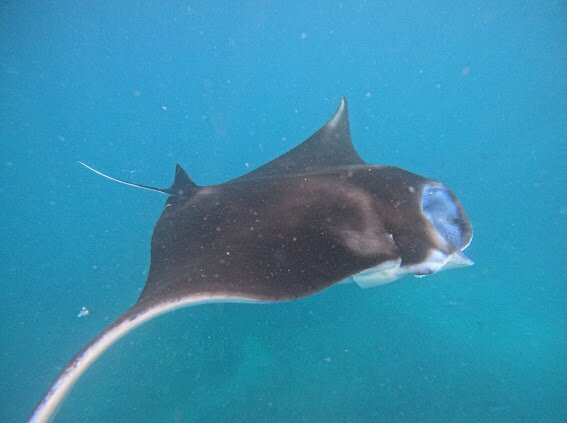 Ceningan Snorkeling Trip-努沙切宁安岛必去景点