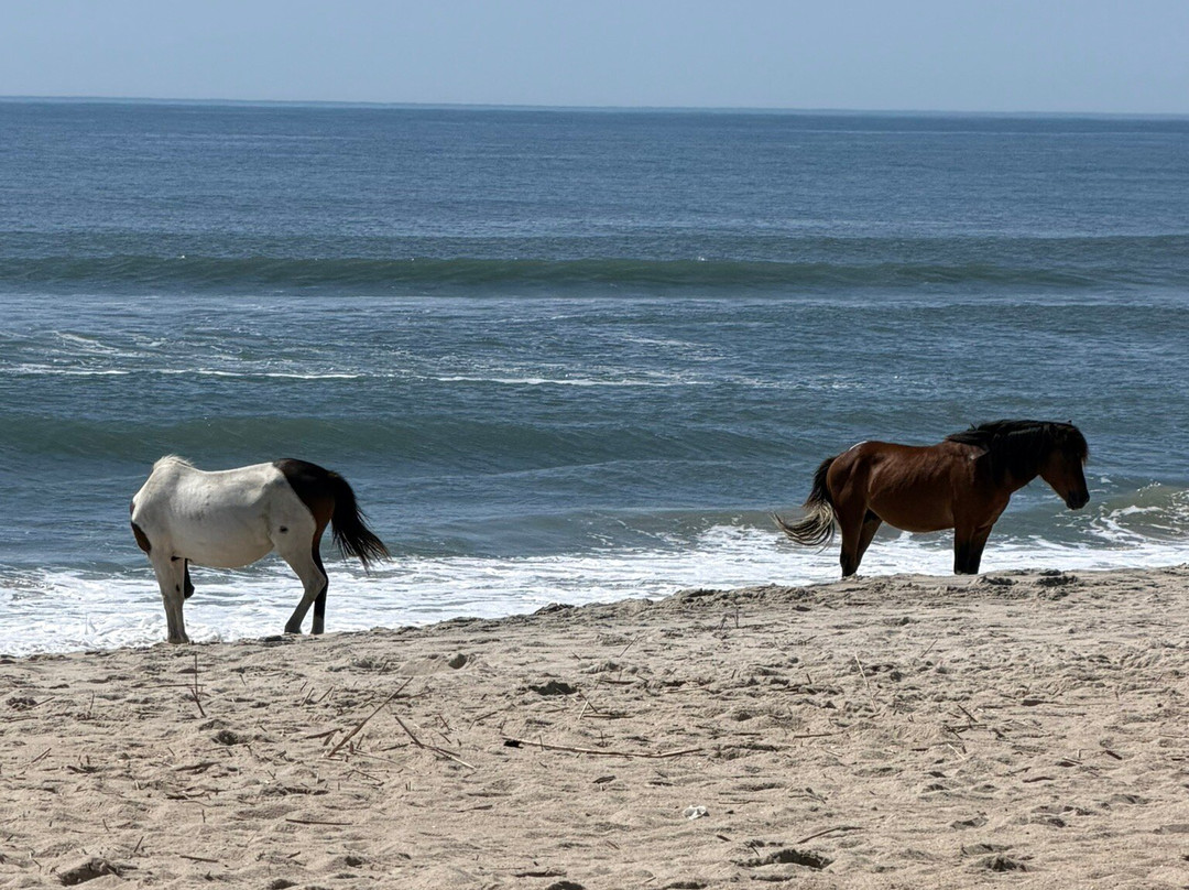 Assateague Island National Seashore-Assateague Island必去景点