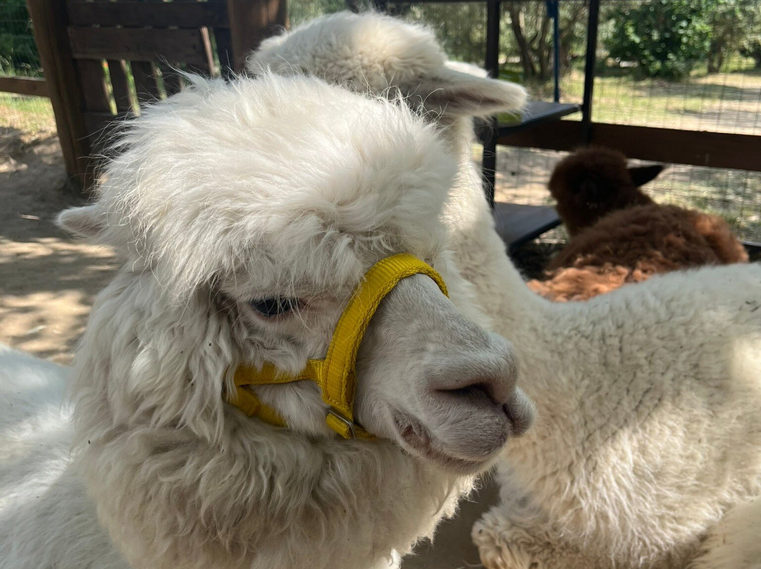 Basilicata Alpaca-Acerenza必去景点