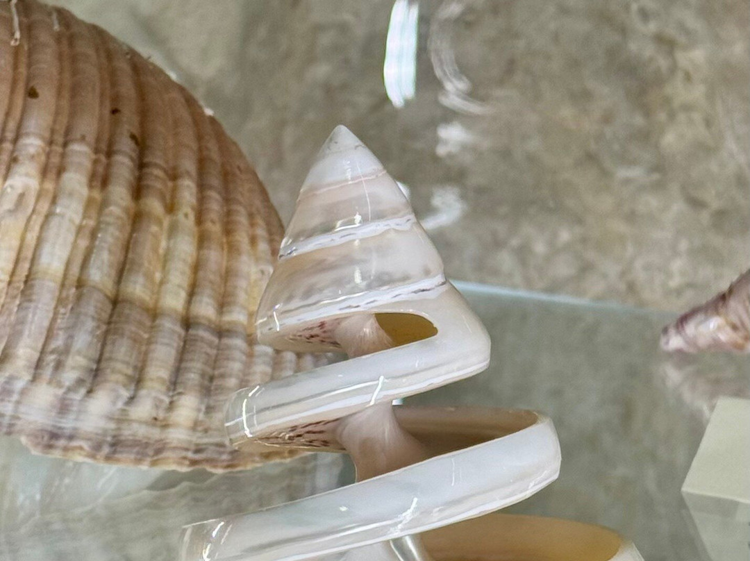 Shells Museum Malakoloski Muzej-玛卡沙必去景点