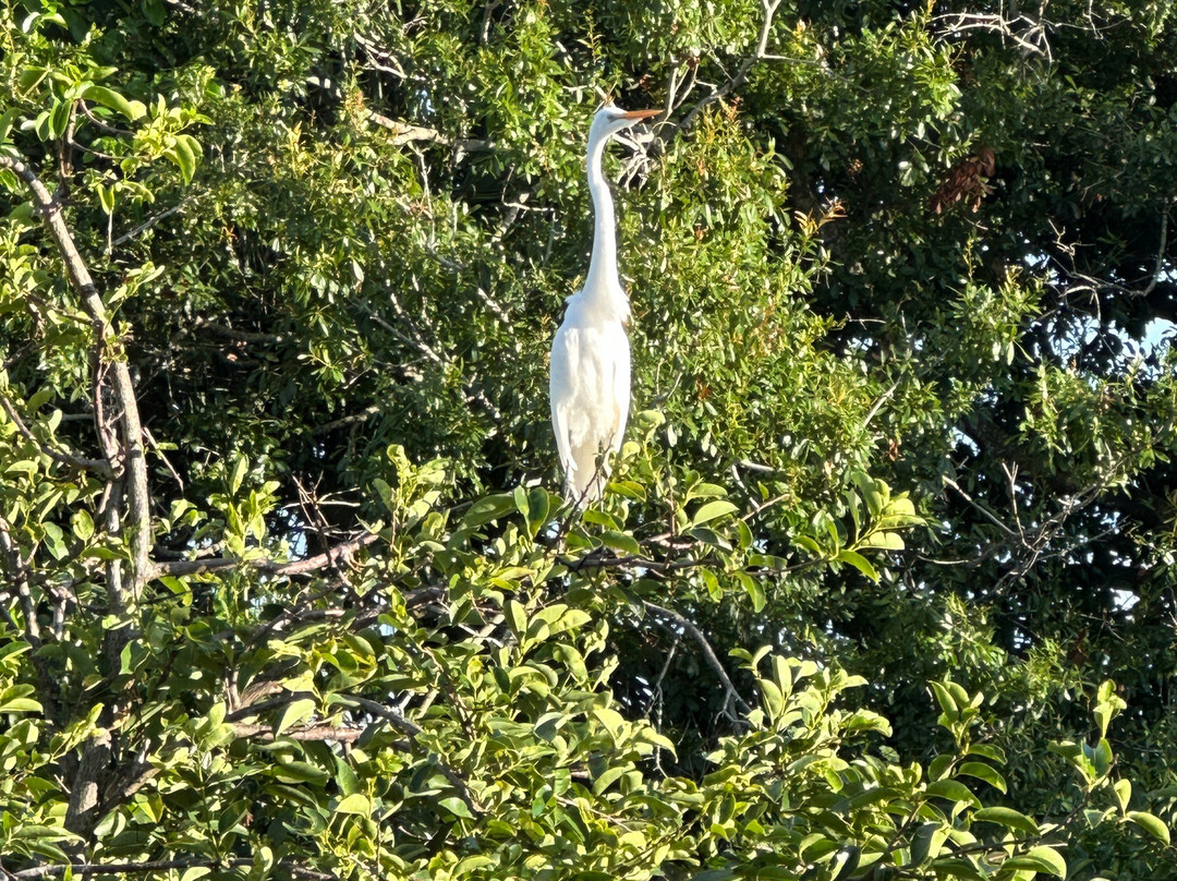 Wakodahatchee Wetlands-德拉海滩必去景点
