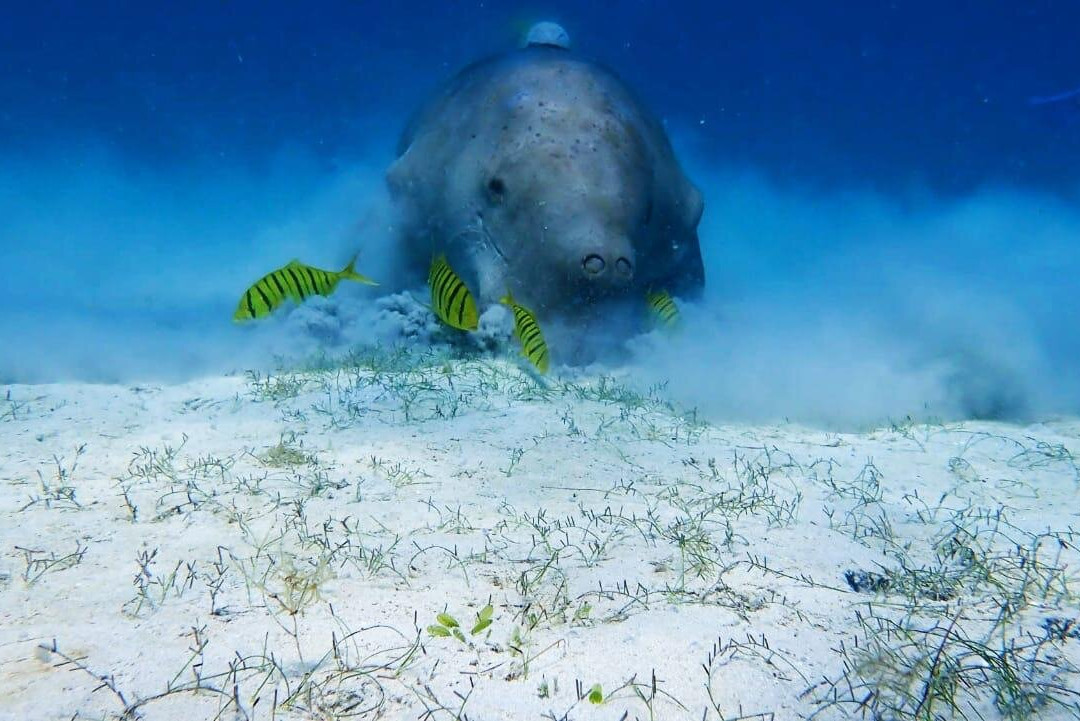 Dugong Dive Center-San Jose必去景点