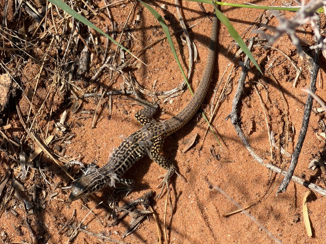 Living Desert Zoo and Gardens State Park-卡尔斯巴德必去景点