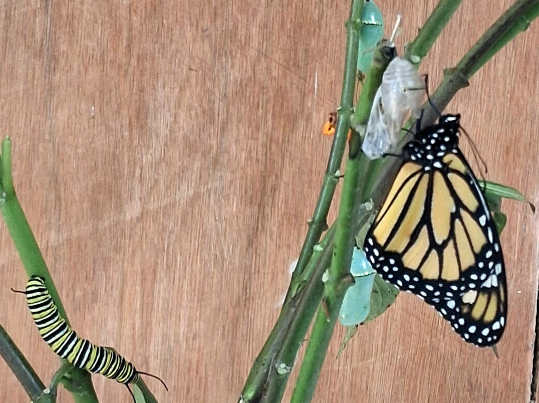 Mariposario De Machupicchu-温泉镇必去景点