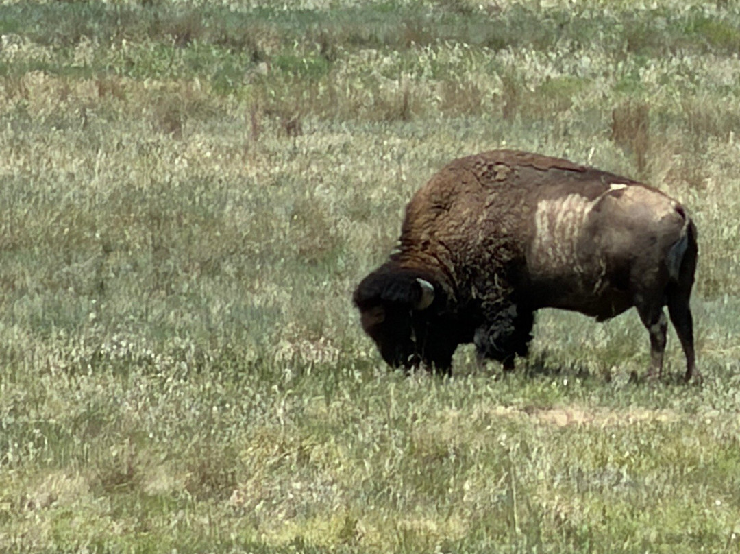 Rocky Mountain Arsenal National Wildlife Refuge-Commerce City必去景点