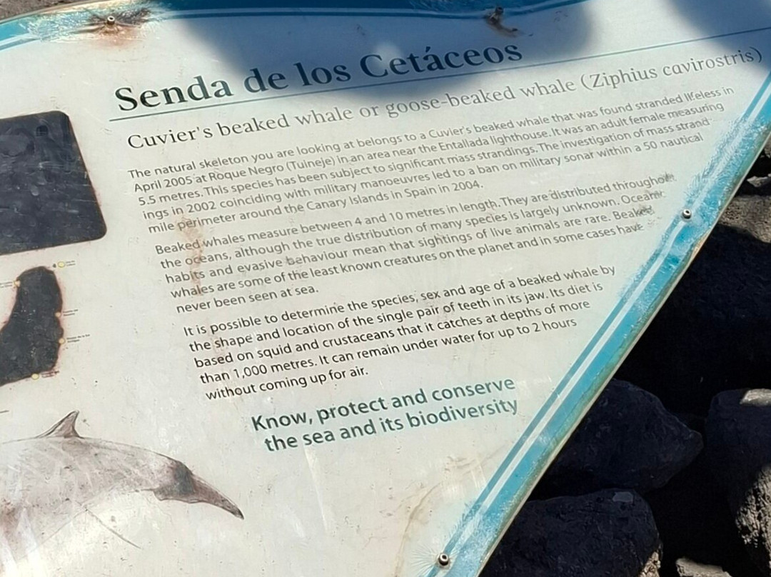 Cuvier's Beaked Whale Skeleton-El Cotillo必去景点