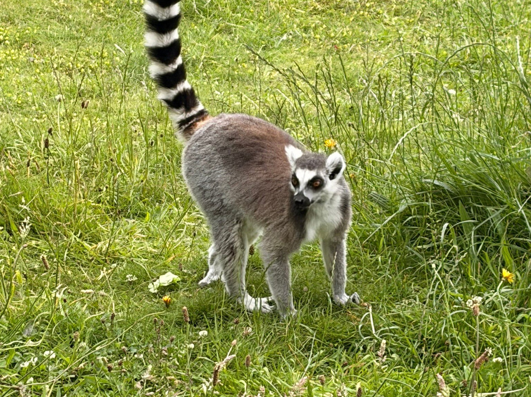 Manor Wildlife Park-St. Florence必去景点