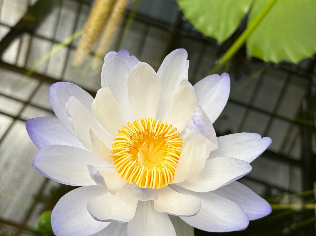 Botanical Garden, Bonn-波恩必去景点