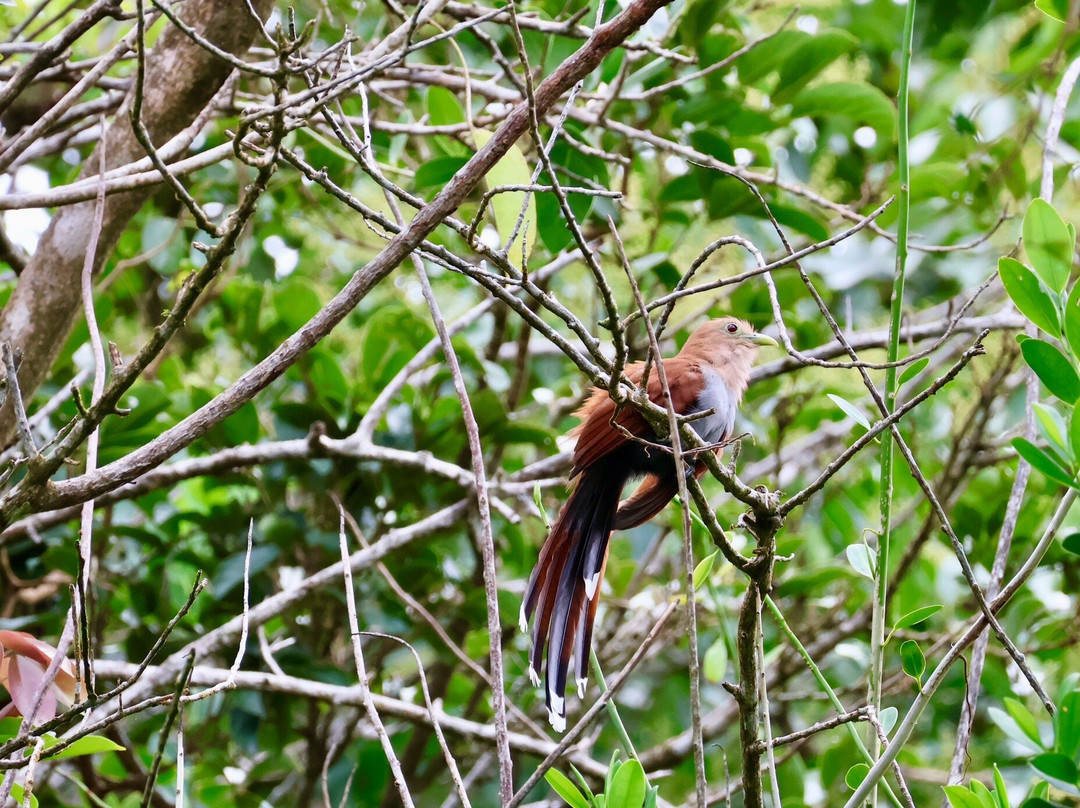 Bijagua Rainforest - Tours-Bijagua de Upala必去景点