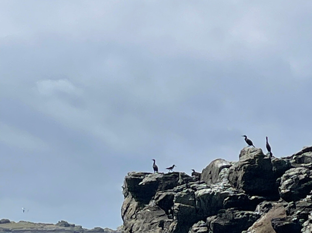 Alderney Wildlife Trust - Seabirds Boat Trip-Alderney必去景点