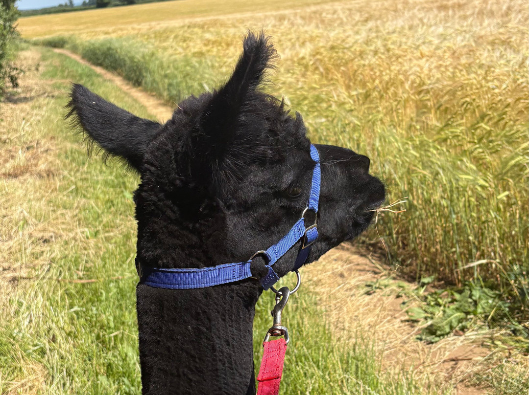 Beacon Alpacas-Husthwaite必去景点