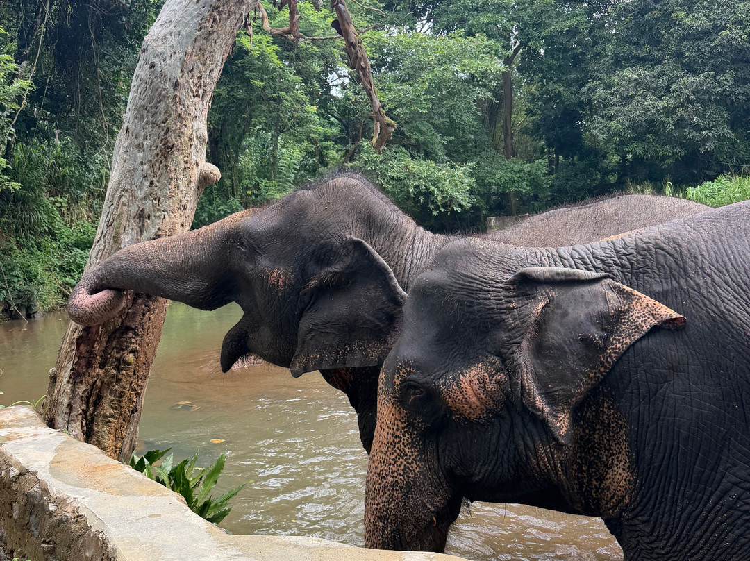 Elephant Freedom Project-凯格勒 必去景点