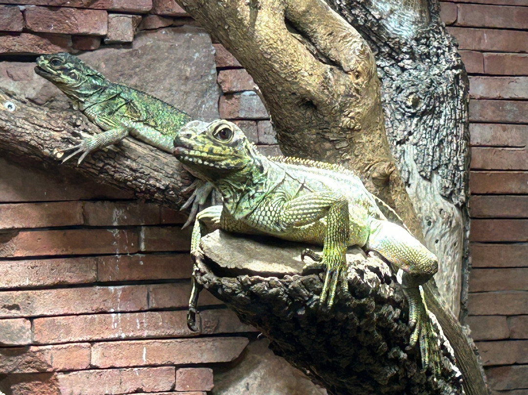 Bioparc Fuengirola-福恩吉罗拉必去景点