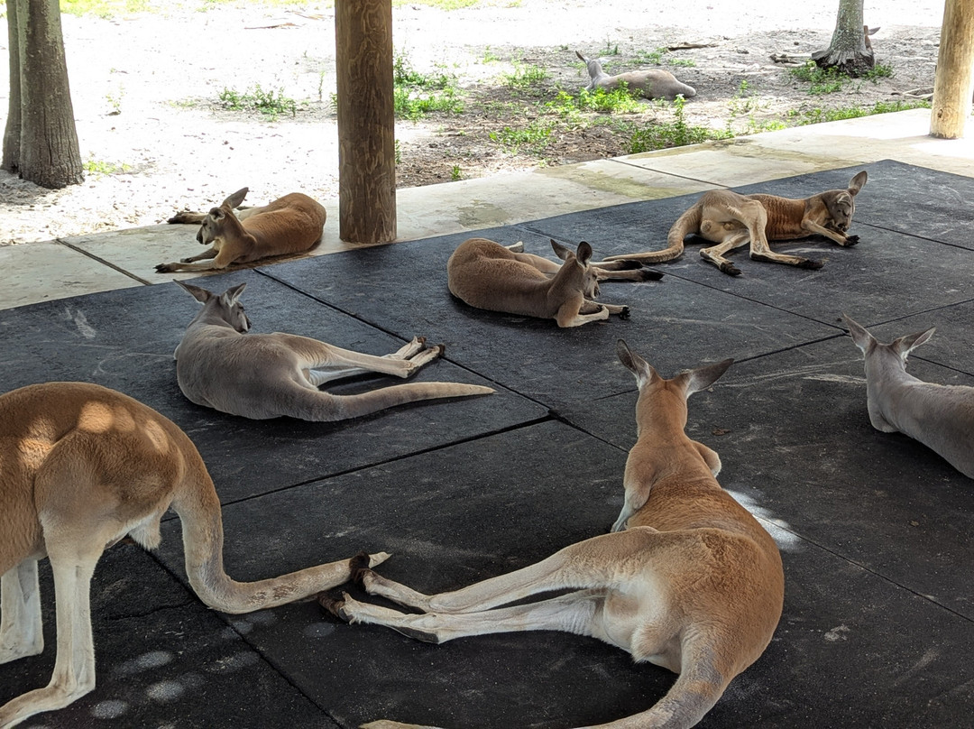 Animal EDventure Park & Safari-博因顿海滩必去景点
