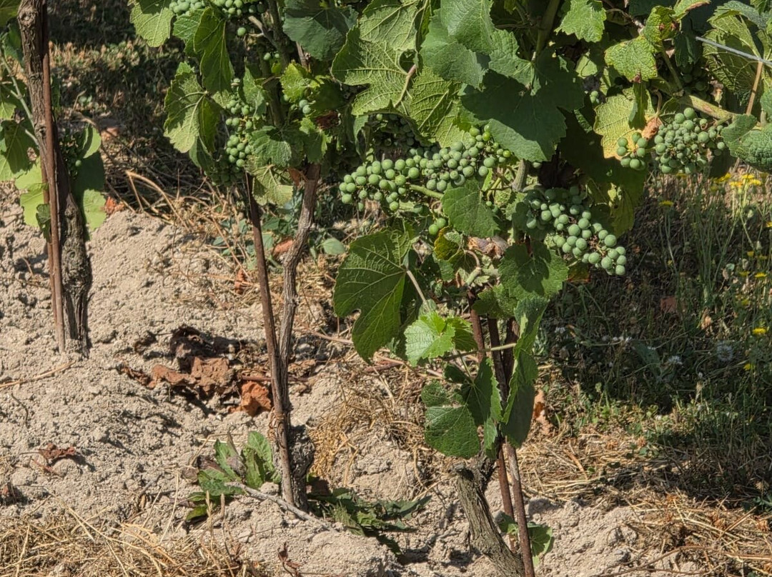 Domaine APRONIE-Marigny-le-Chatel必去景点