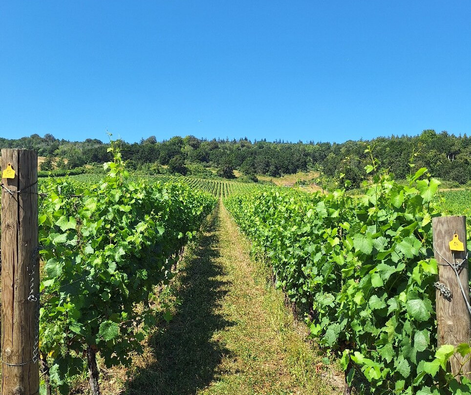 Albury Organic Vineyard-Albury必去景点
