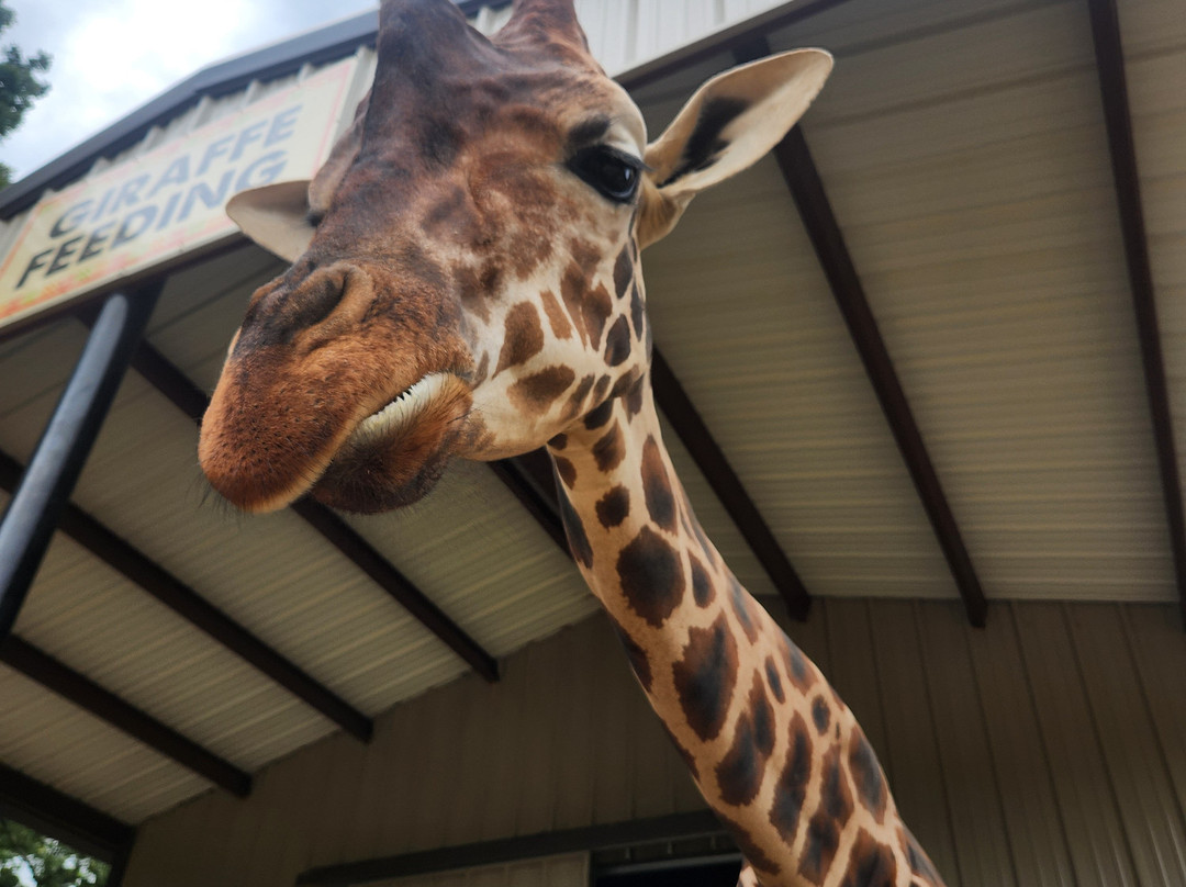 Texas Zoofari Park-Kaufman必去景点