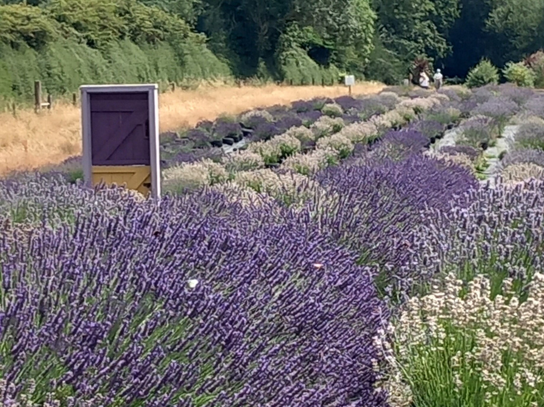 Wexford Lavender Farm-Inch必去景点