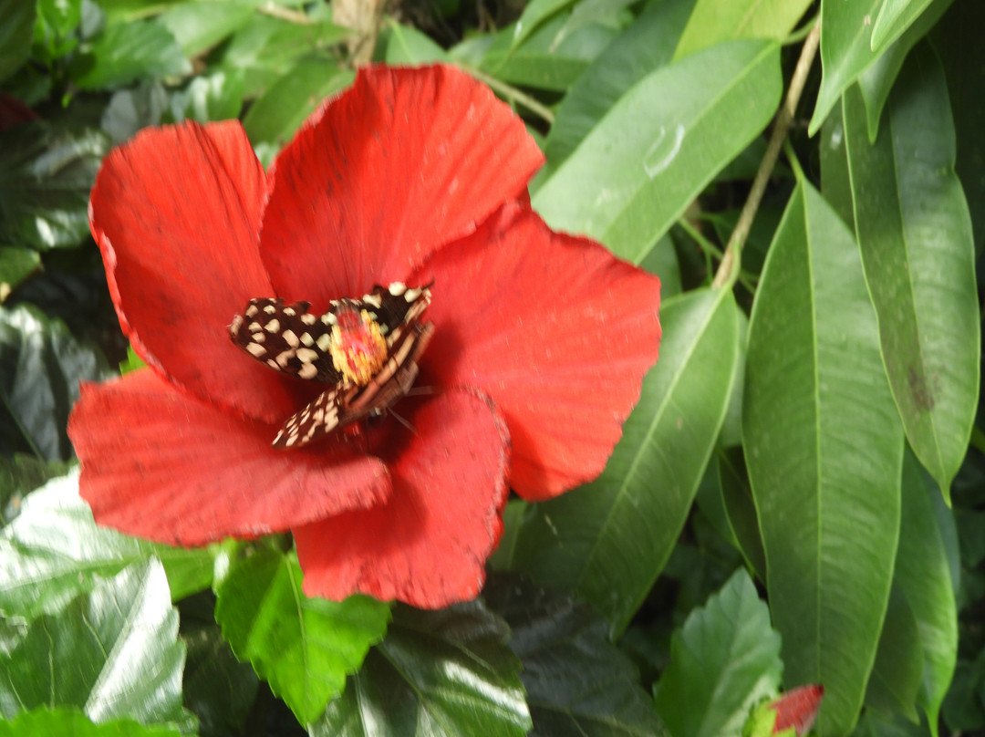 Jardin Des Papillons-Grevenmacher必去景点