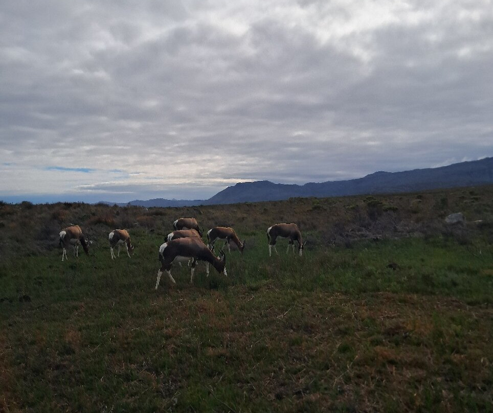 Escape to the Cape Sightseeing Tours-Rondebosch必去景点