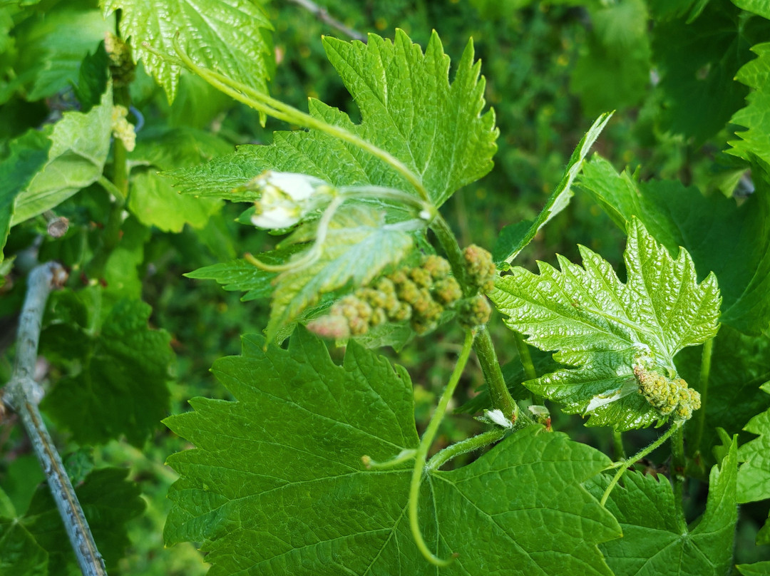 Tenuta San Girolamo-Guardia Sanframondi必去景点