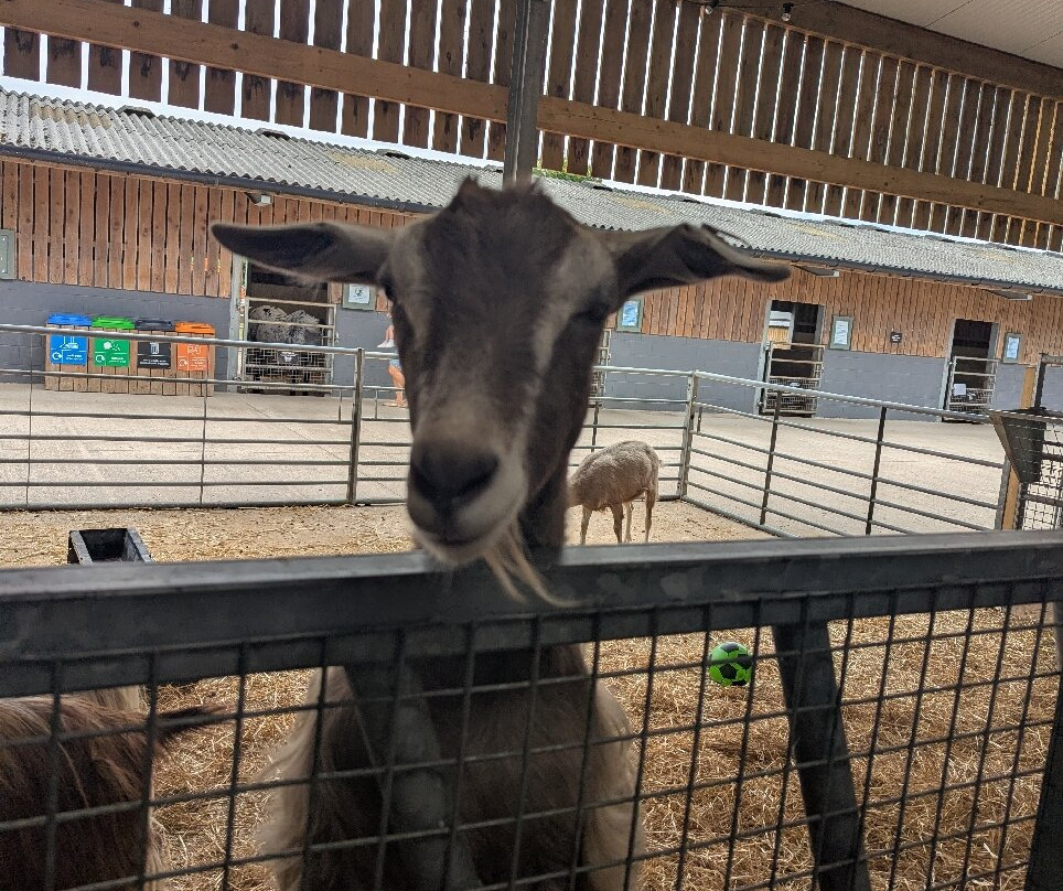 Cefn Mably Farm Park-卡迪夫必去景点